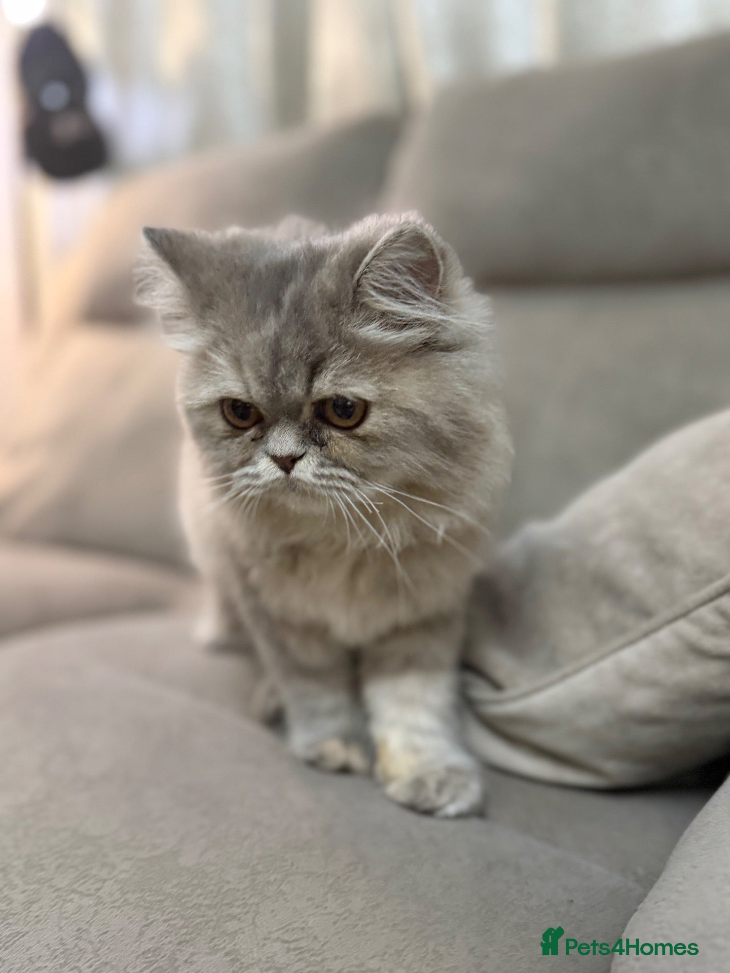 Persian cats for sale: Beautiful Pure Persian  - Advert 12
