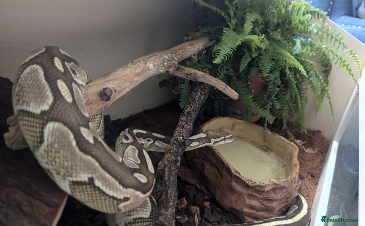 Python Snake reptiles - Advert 1