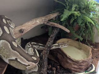 Python Snake reptiles - Advert 25