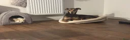 Mixed Breed dogs for sale: Trixie - Advert 2