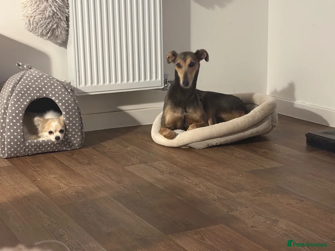 Mixed Breed dogs for sale: Trixie - Advert 2