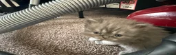 Persian cats for sale: Blue Persian kittens - Advert 16