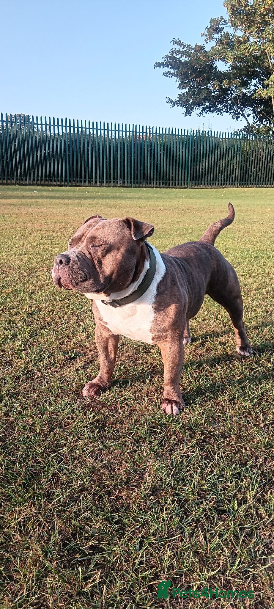 American Bully dogs Pocket bully for stud  - Advert 17