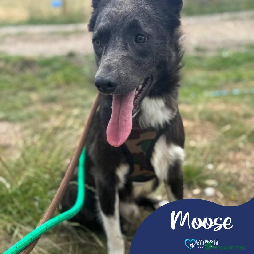 Mixed Breed dogs Meet Moose, currently residing in Essex  - Advert 2