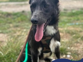 Mixed Breed dogs - Advert 16