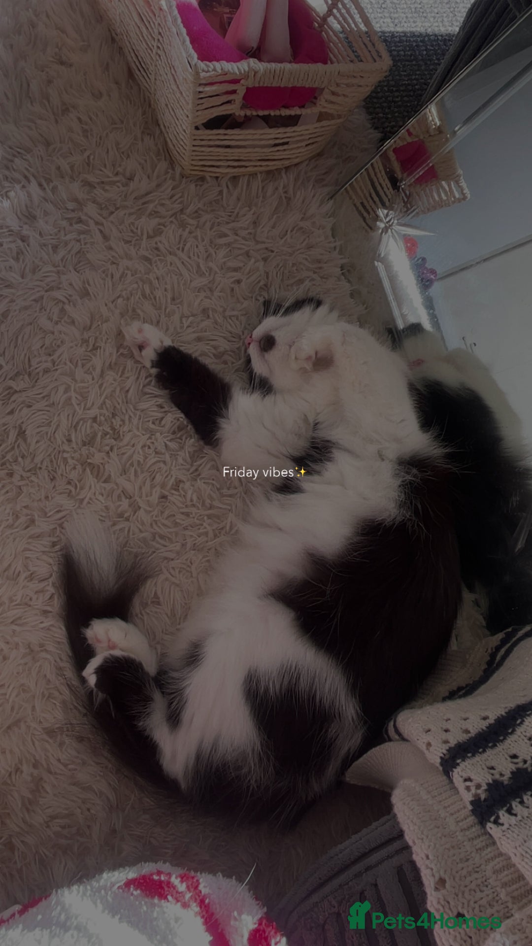 British Longhair cats for sale: British Longhair - Advert 5