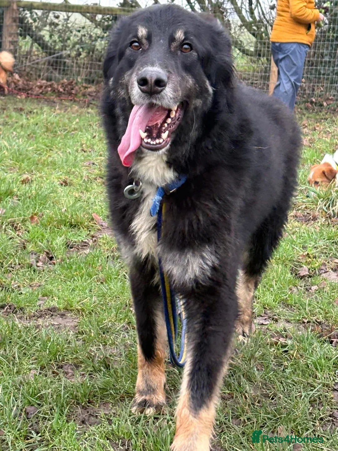 Mixed Breed dogs for adoption: Waffle - Norwich Norfolk  - Advert 1