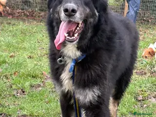 Mixed Breed dogs Waffle - Norwich Norfolk - Advert 4