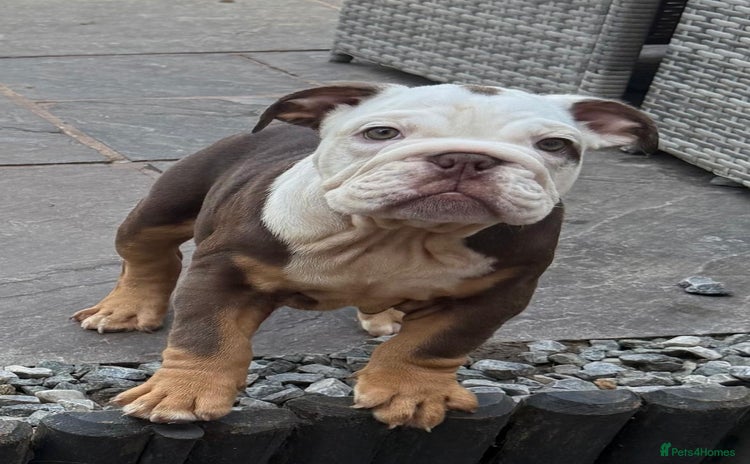 English Bulldog dogs - Advert 3