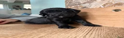 Cocker Spaniel dogs for sale: Cocker Spaniel Puppies - working type - Advert 22