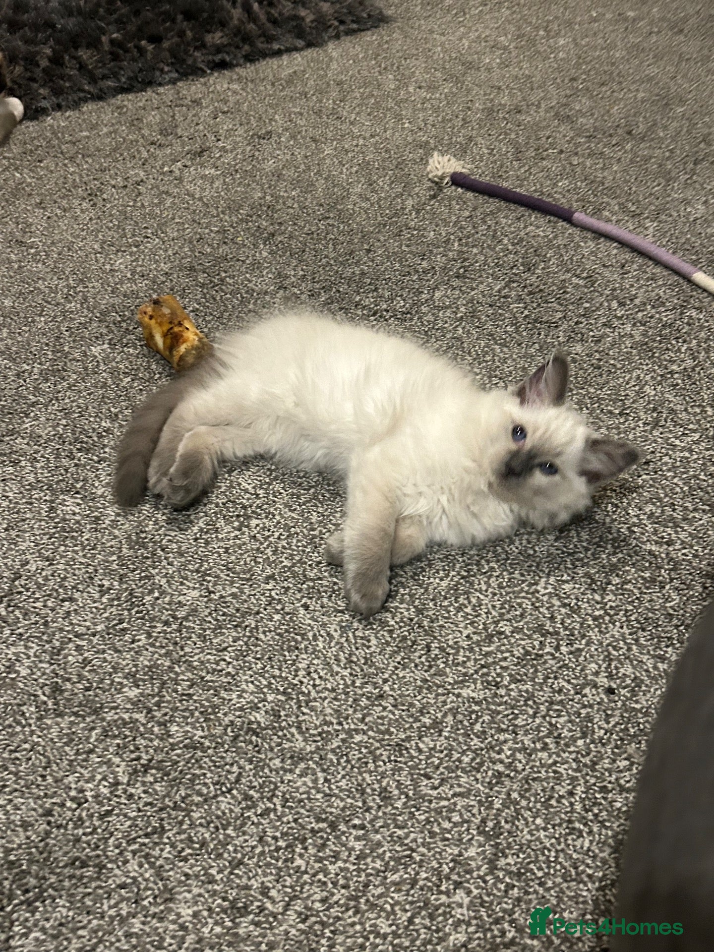 Ragdoll cats for sale: ONLY 2 left now Gccf health tested boys  - Advert 1