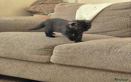 British Shorthair cats for sale: Black Short Haired Tabby Cross Breed Kitten - Image 10