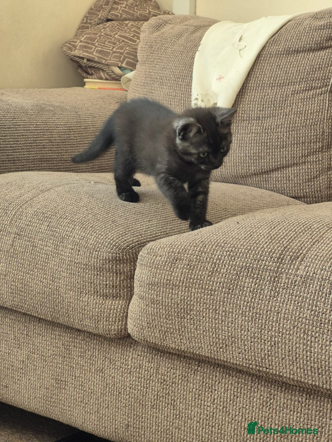 British Shorthair cats for sale: Black Short Haired Tabby Cross Breed Kitten - Image 10