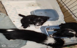 Border Collie dogs for sale: Border collie puppies - Image 5