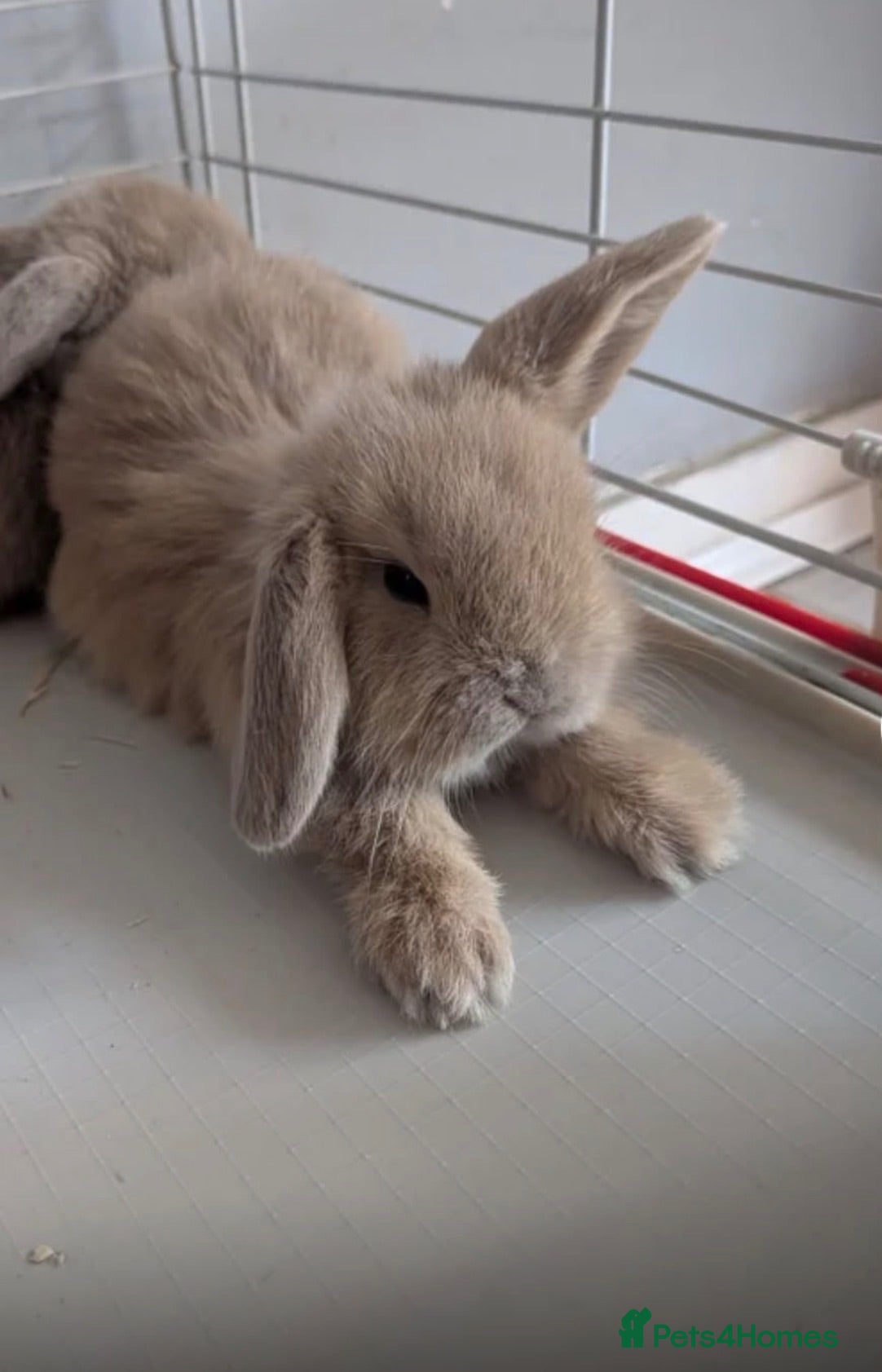 Mini Lop rabbits Mini Lop (baby) looking for new home.  - Advert 4