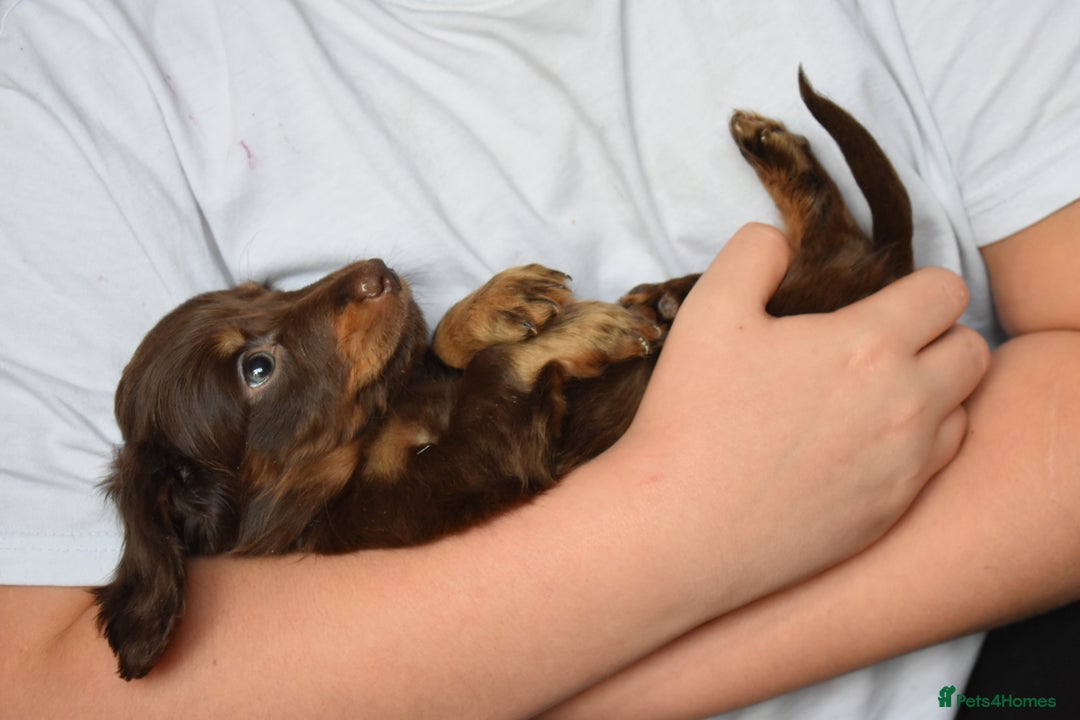 Dachshund dogs for sale: true miniature dachshund puppies ready now  - Image 18