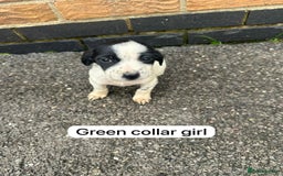 Mixed Breed dogs for sale: Beautiful litter of cocker Jacks - Image 6