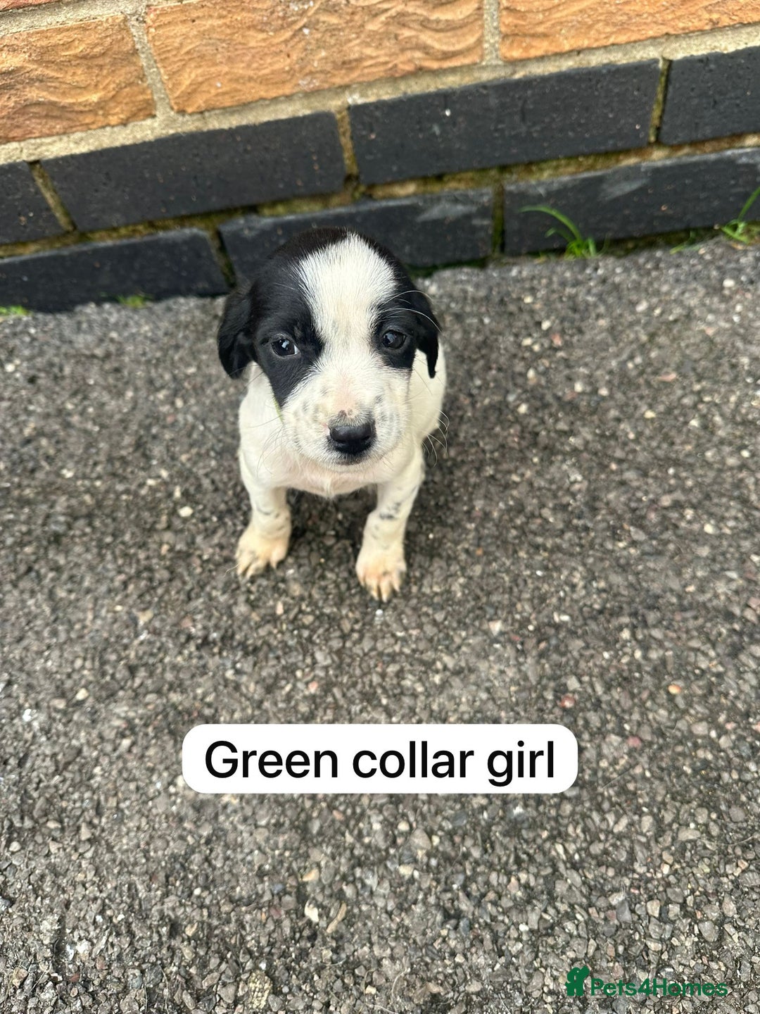 Mixed Breed dogs for sale: Beautiful litter of cocker Jacks - Image 6