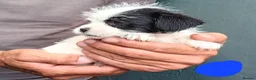 Shihpoo dogs for sale: The tiniest puppies available READY NOW  - Advert 11