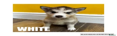 Puppy 5