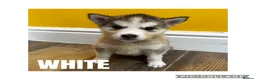 Utonagan dogs for sale: Husky x Malamute puppies - Advert 7