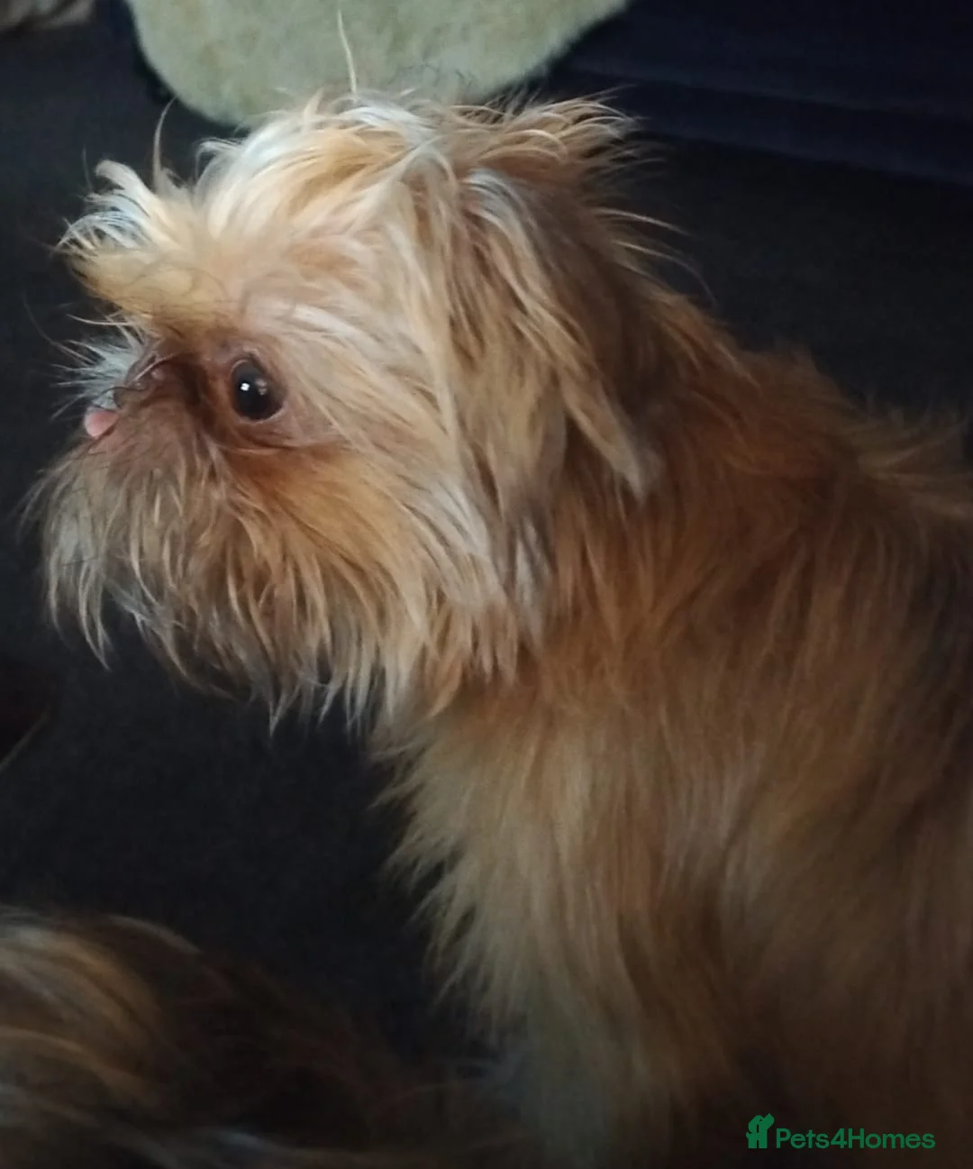 Griffon Bruxellois dogs for sale: Mini Chocolate Fawn Male - Advert 4