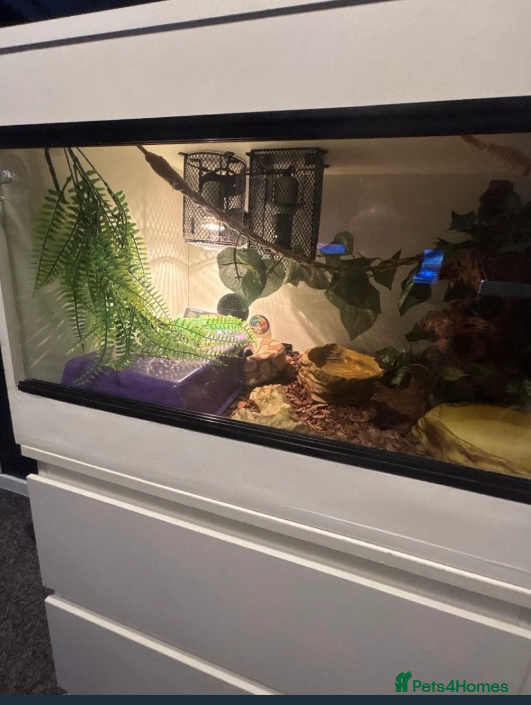 Python Snake reptiles for sale: Adult female may be enchi butter ball python - Advert 9