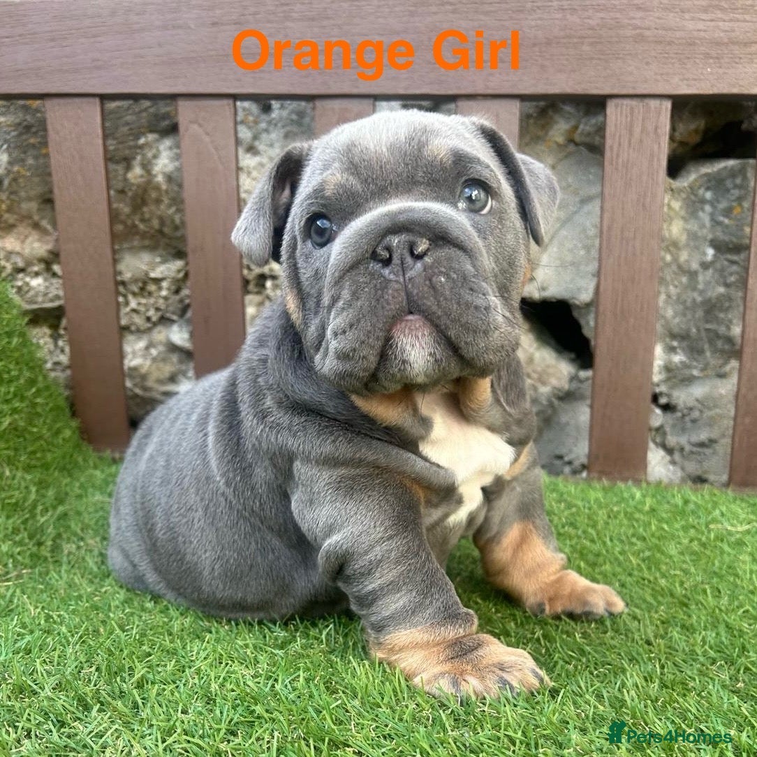 English Bulldog dogs KC Registered English bulldog puppies ❤️💙 - Advert 13