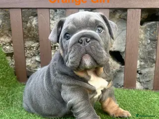English Bulldog dogs KC Registered English bulldog puppies ❤️💙 - Advert 14