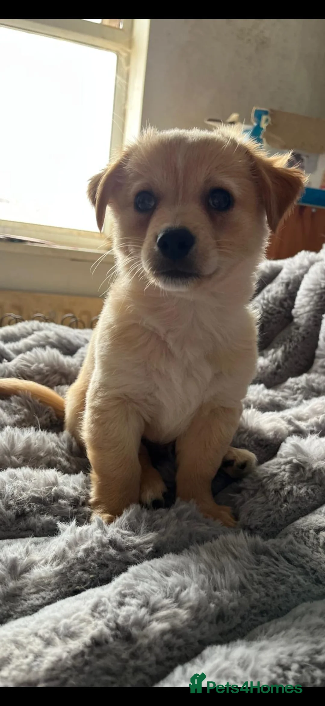 Chipoo dogs for sale: Gorgeous jackawawa puppies  - Advert 2