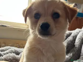 Chipoo dogs Gorgeous jackawawa puppies - Advert 2