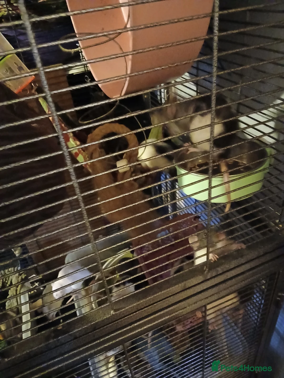 Rat rodents for sale: Rehoming  - Advert 3