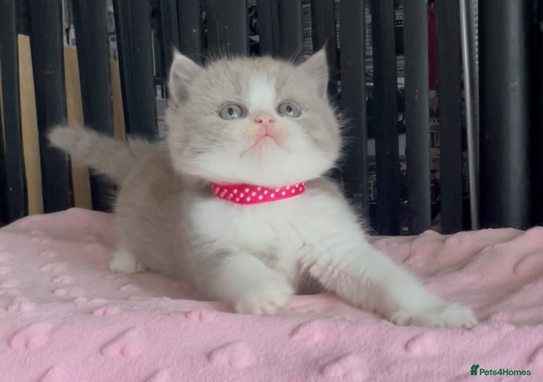 British Shorthair cats for sale: Beautiful BSH Champion line Kittens  - Advert 12