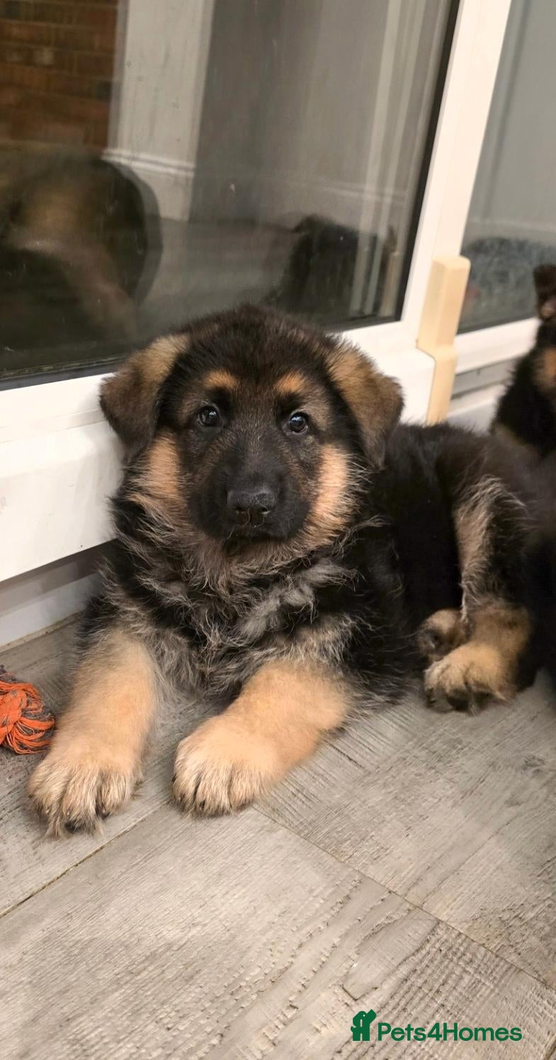 German Shepherd dogs  BEAUTIFUL GERMAN SHEPHERD PUPPIES - Advert 2