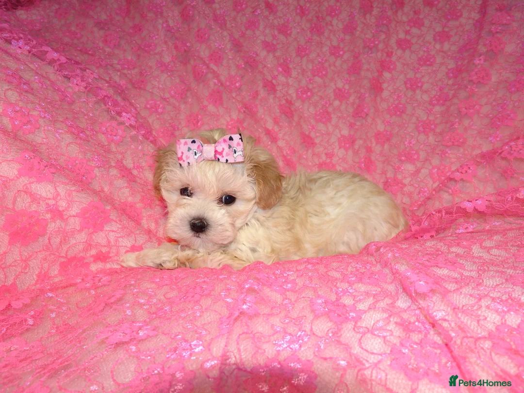 Maltipoo dogs for sale: *Apricot F1 Maltese x Toy Poodle Maltipoo Puppy* - Advert 5