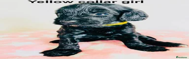 Cockapoo 7 - yellow collar girl 