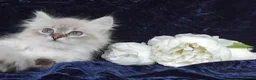 Siberian cats for sale: Siberian Kittens For Sale  - Advert 10