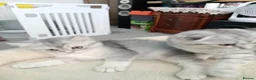 British Shorthair cats for sale: Lovely kittens  - Advert 27