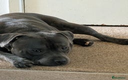 Staffordshire Bull Terrier dogs for sale: Rehoming our blue staff - Image 3