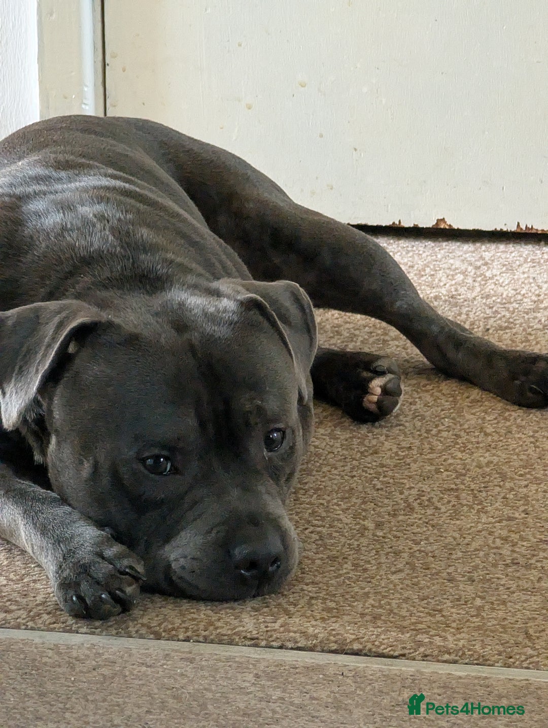 Staffordshire Bull Terrier dogs for sale: Rehoming our blue staff - Image 3