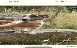 Jack Russell dogs for sale: Jack Russell girl for sale - Image 1