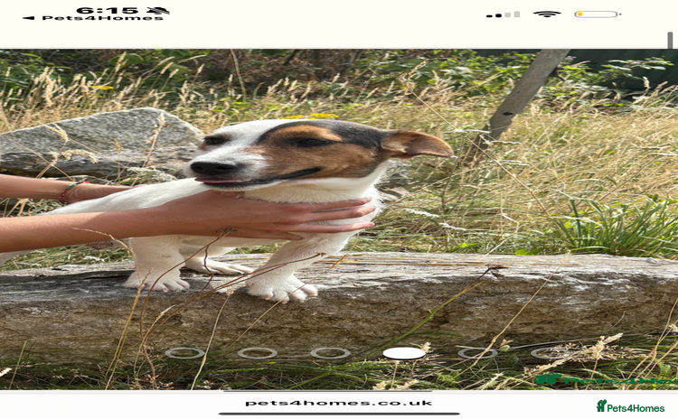 Jack Russell dogs - Advert 16