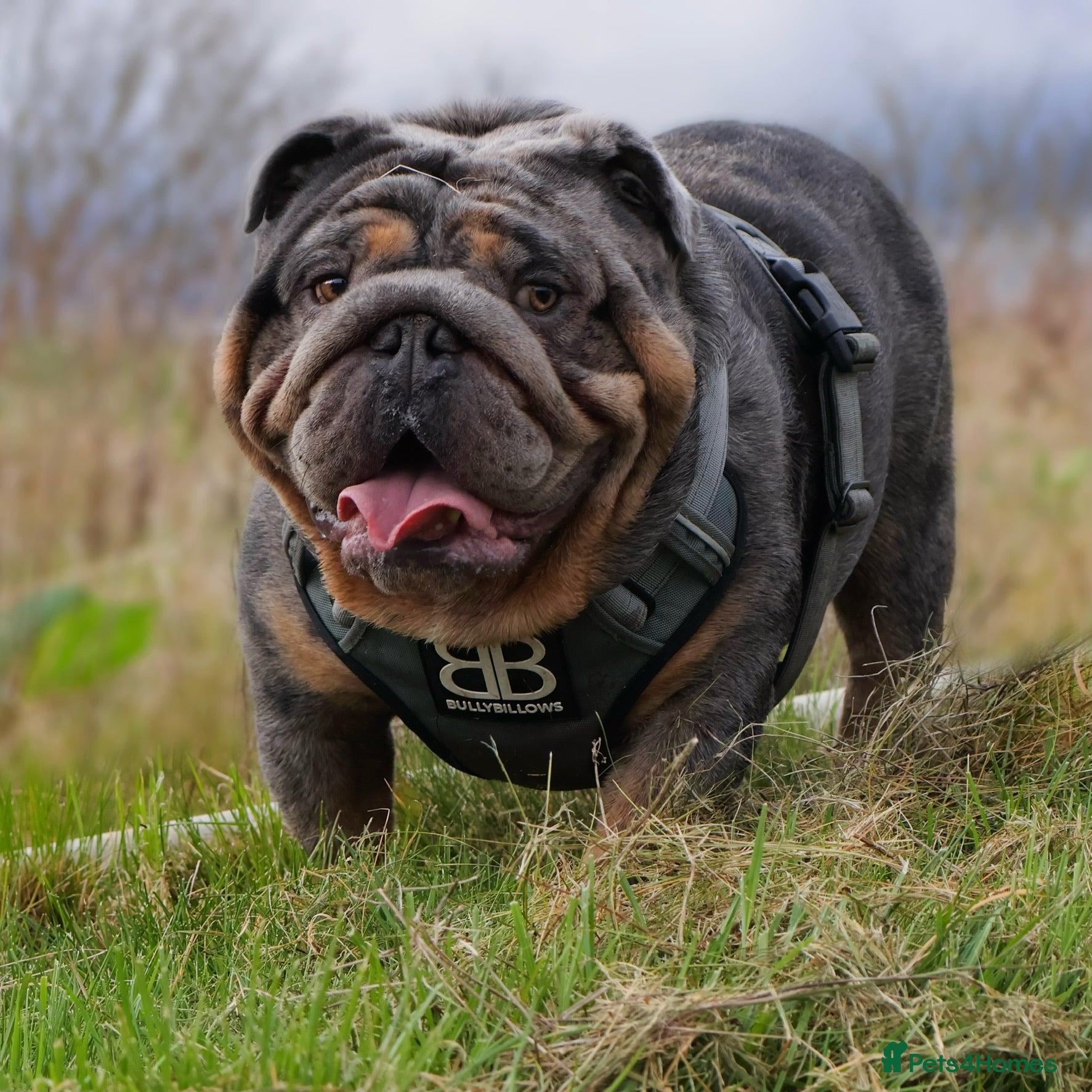 English Bulldog dogs 🌟 007 ready for stud duties 🌟 in Swindon - Advert 4