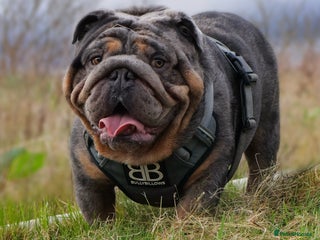 English Bulldog dogs in Swindon - Advert 28