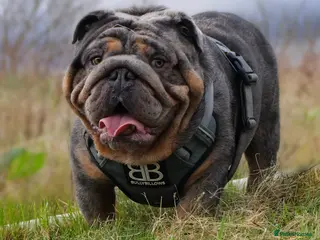 English Bulldog dogs 🌟 007 ready for stud duties 🌟 in Swindon - Advert 4