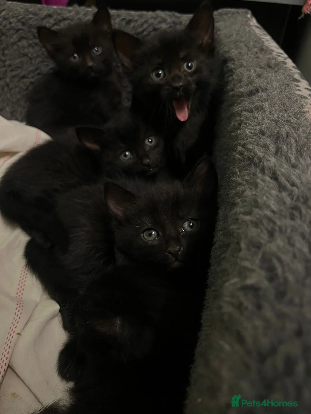 Mixed Breed cats for sale: Adorable Black Kitten in Dereham - Advert 1