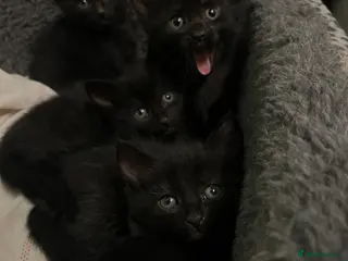 Mixed Breed cats Adorable Black Kitten - Advert 1