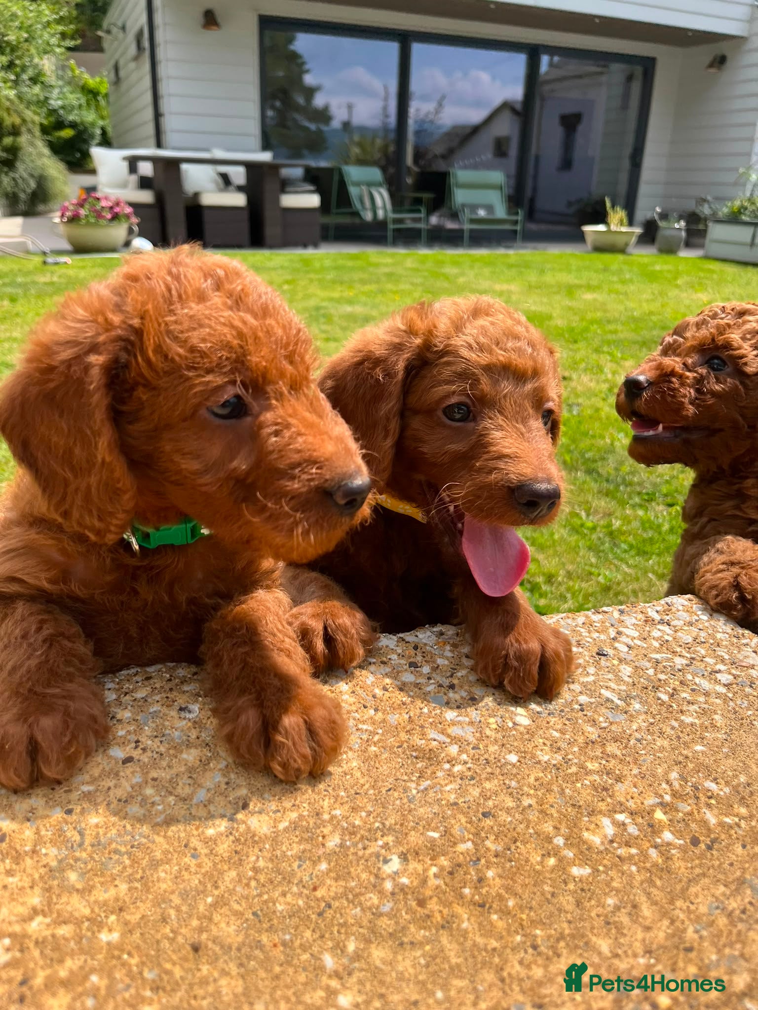 Labradoodle dogs Curly red Labradoodle F1b - Advert 1