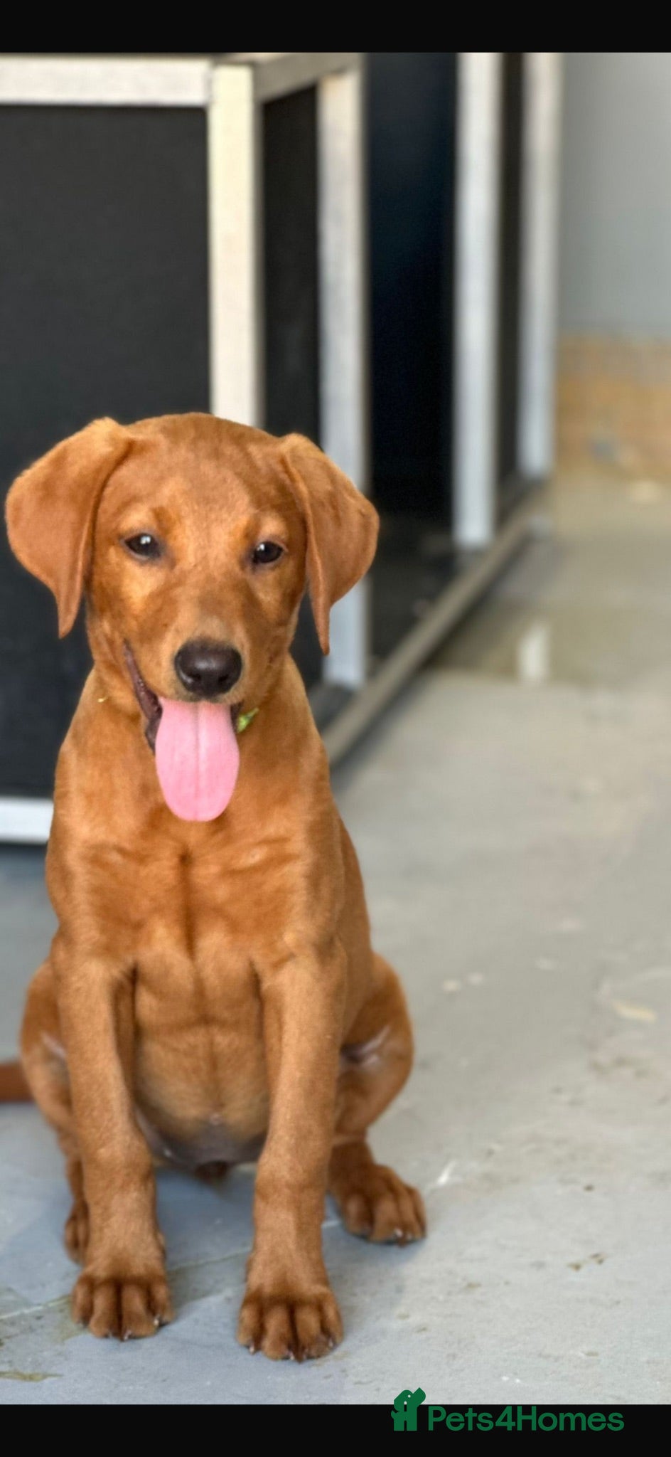 Labrador Retriever dogs KC Registered Mahogany Red Labrador Puppies - Advert 19