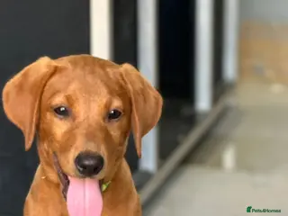 Labrador Retriever dogs KC Registered Mahogany Red Labrador Puppies - Advert 1